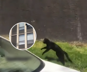 Hennessey: il gatto volante che si è lanciato da un edificio in fiamme salvandosi (VIDEO)