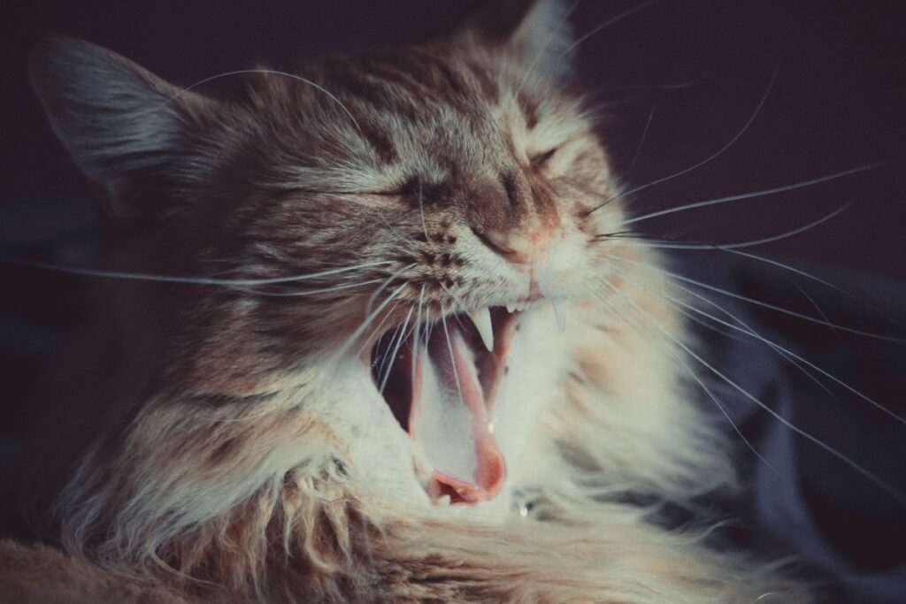 gatto con bocca aperta