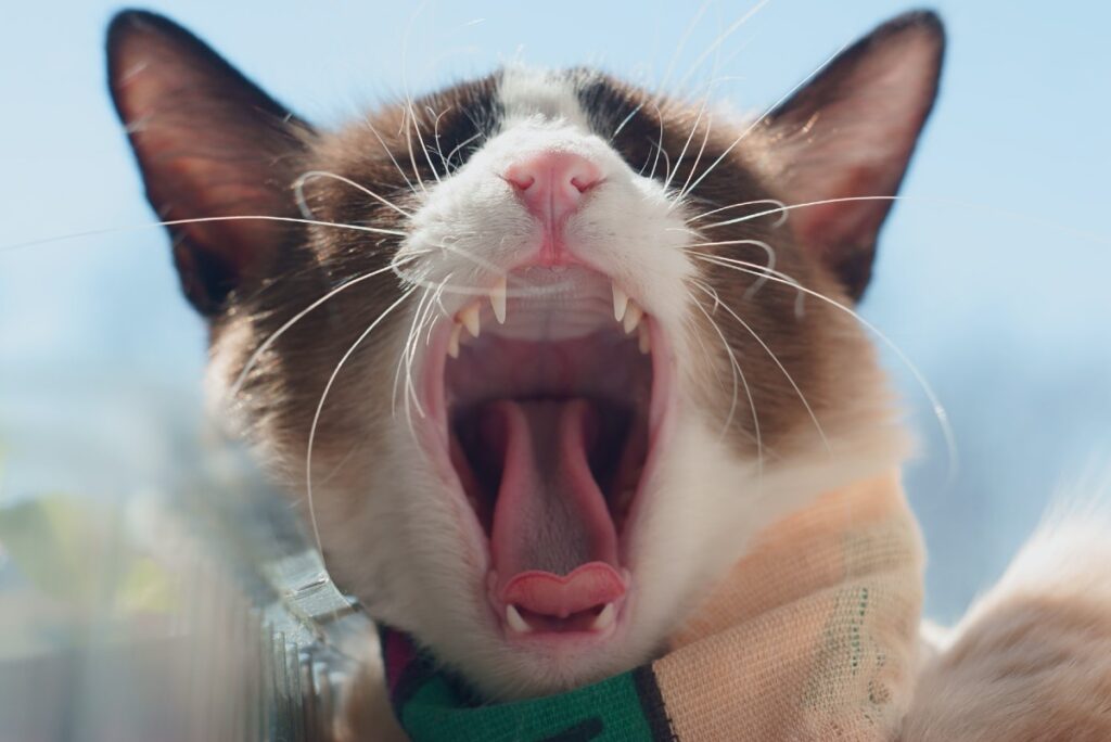 primo piano bocca del gatto