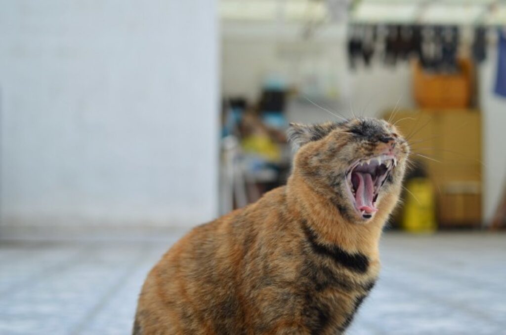 gatto sbadiglio sonno