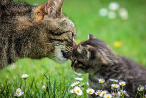 La mamma è sempre la mamma! 8 foto di madri feline con i loro adorabili figli