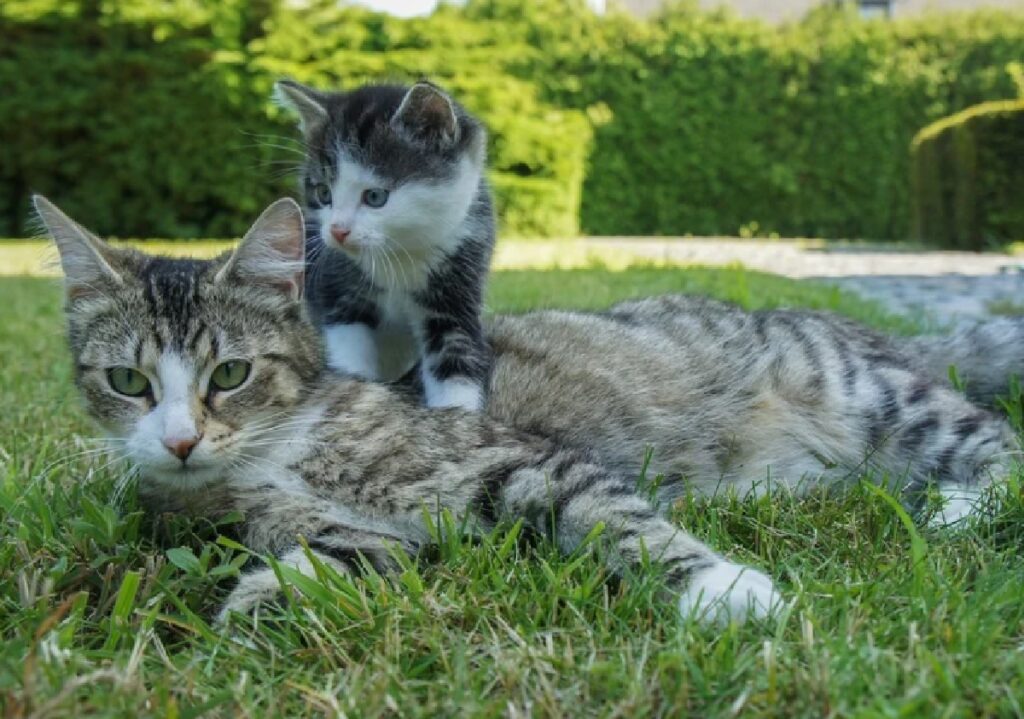 gatti giocano famiglia giardino