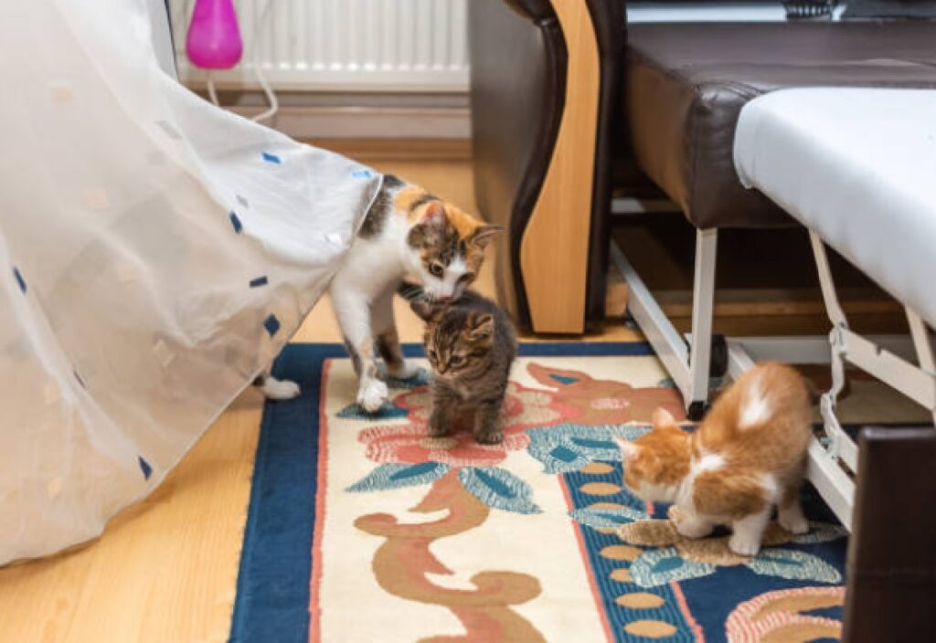 mamma gatta insegna casa piccoletti