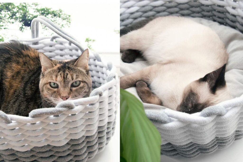 gatto dorme nella cesta
