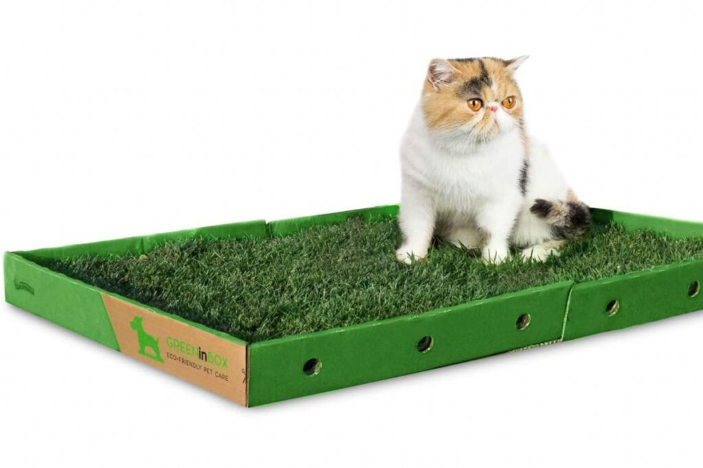 letto di erba gatta