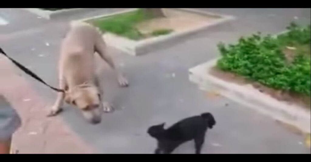 madre di un gattino affronta grosso cane