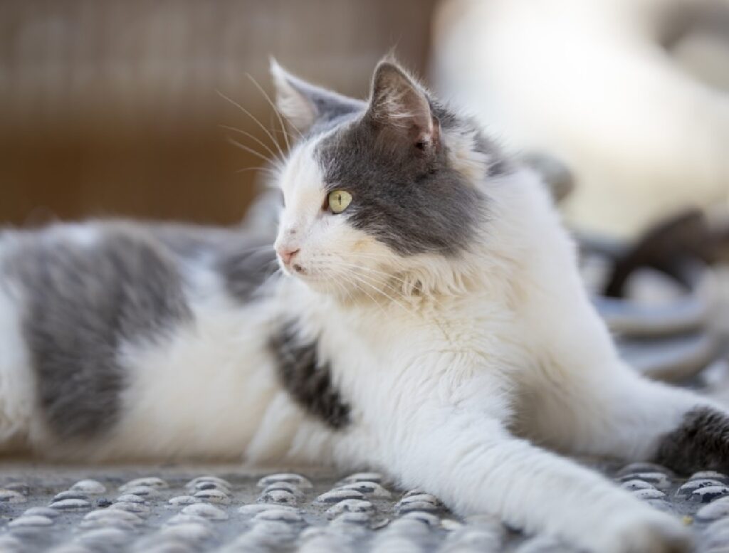 gatto attesa ritorno a casa