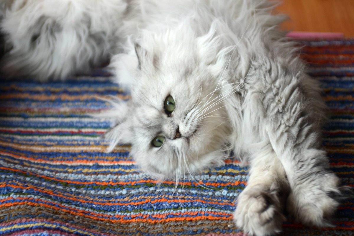 gatto persiano sul tappeto