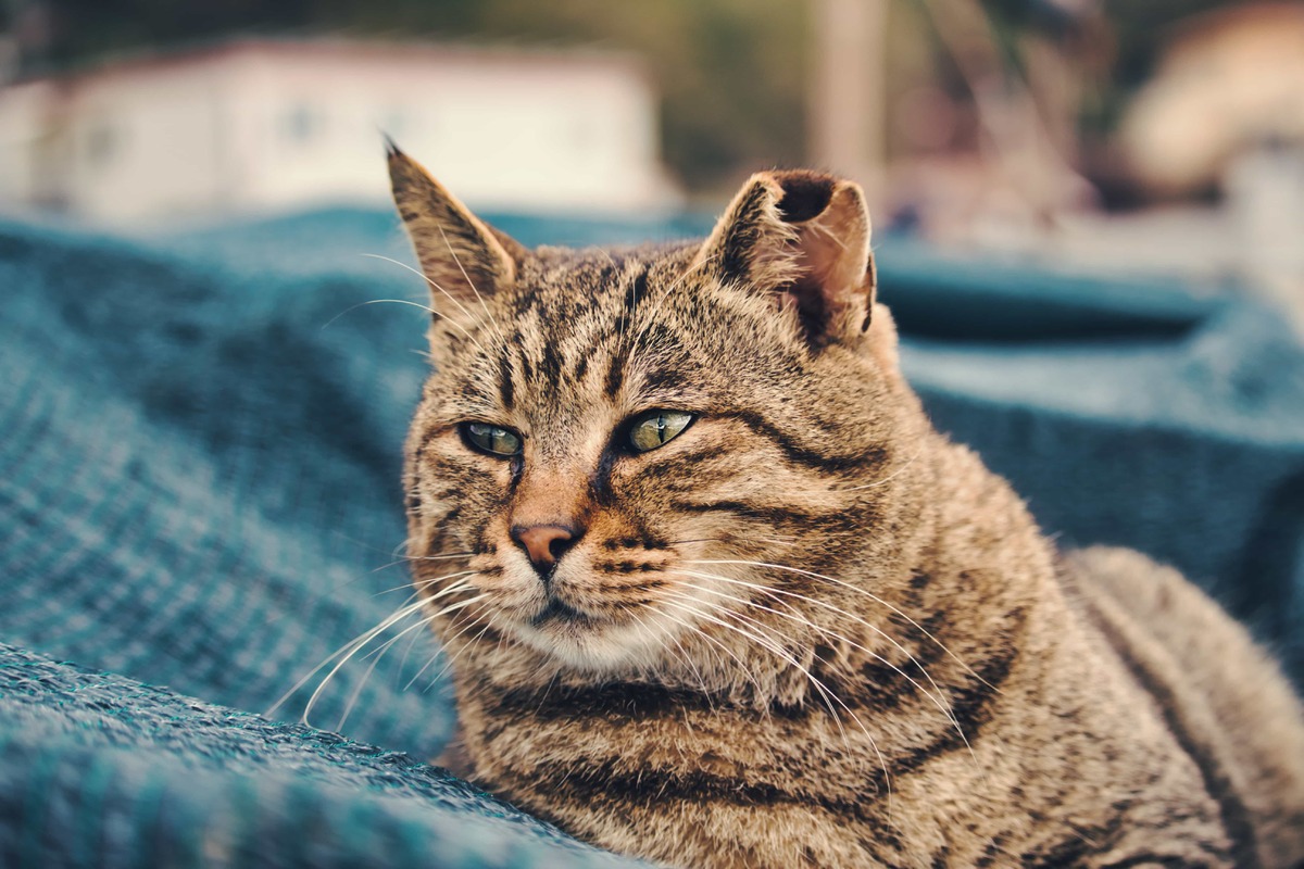 gatto sul letto