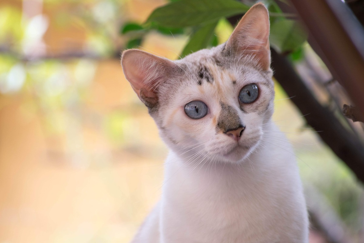 gatto cucciolo