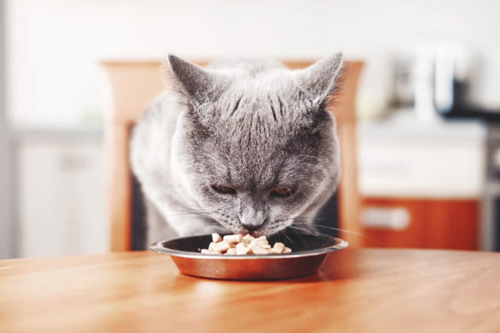 gatto mangia sul tavolo