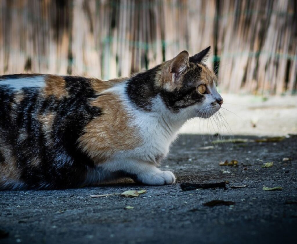 gatta calico sdraiata su terra