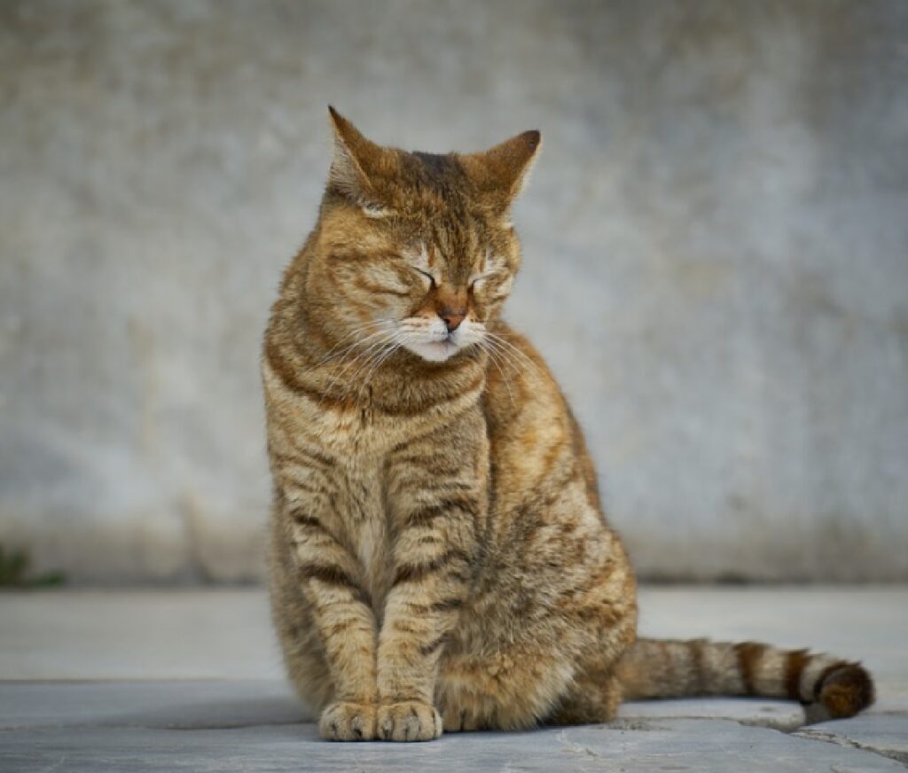 gatto solo e perso strada