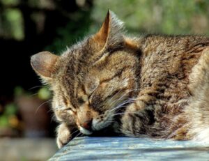 Noventa Padovana, il gatto Shiro scappa via di casa, si cerca il micio smarrito