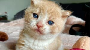 Nugget: il gattino sordo che non si è lasciato scoraggiare dal suo stato di salute