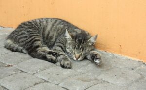 Oristano, un gatto malconcio abbandonato in una busta sotto il sole cocente, salvato in extremis