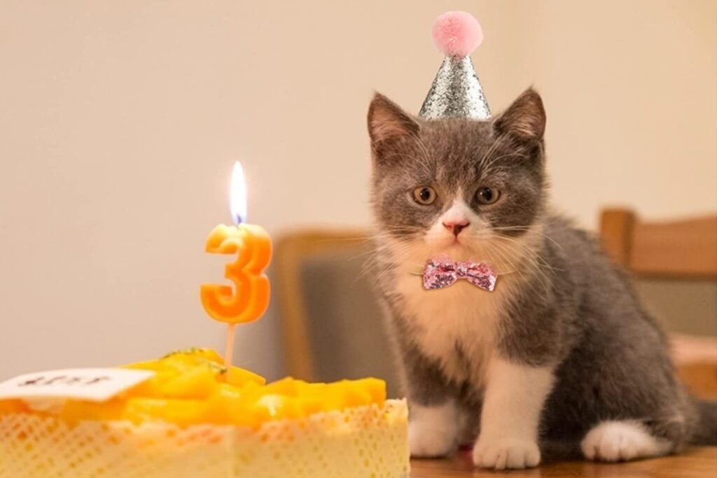 gatto che festeggia il compleanno