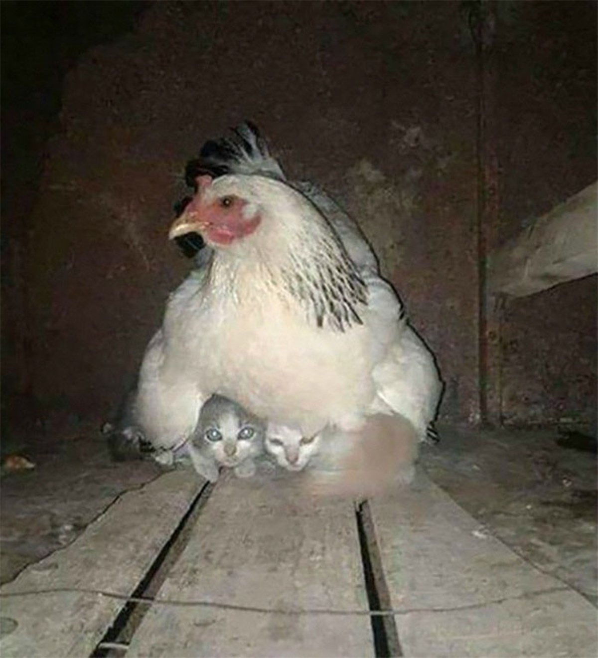 gatti gallina