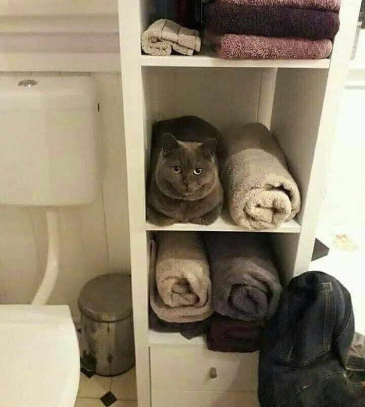 gatto asciugamani