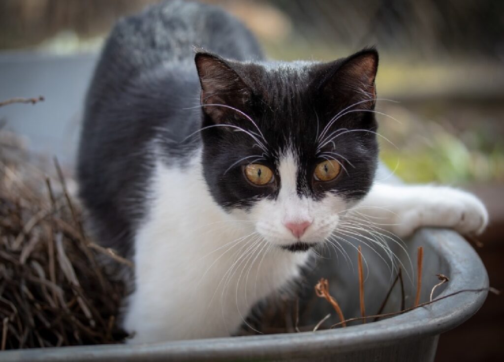 gatto tuxedo dentro vaschetta