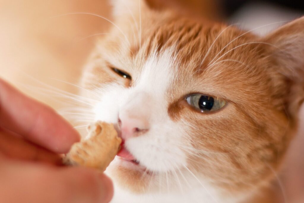 gatto goloso di biscotti