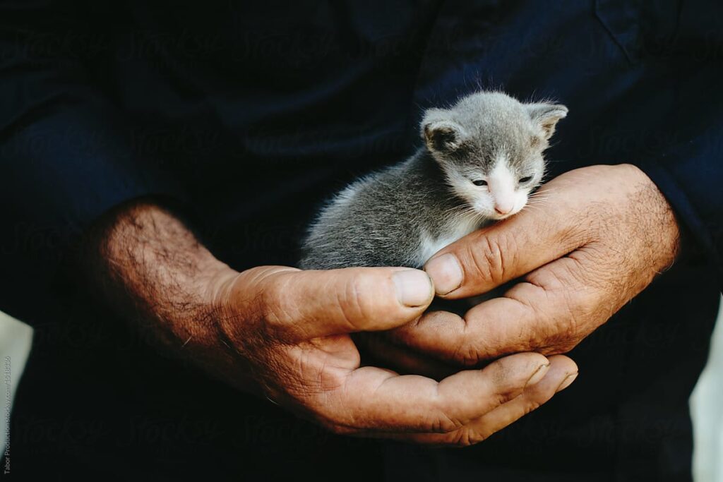 cucciolo di gatto tenuto tra le mani