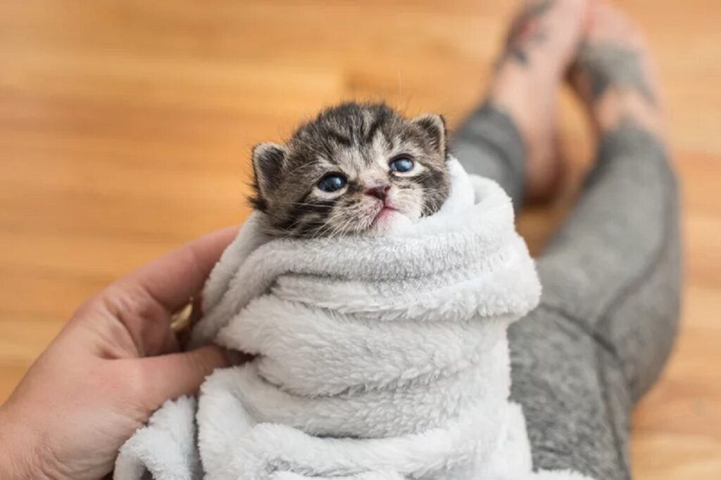 gattino avvolto in una coperta
