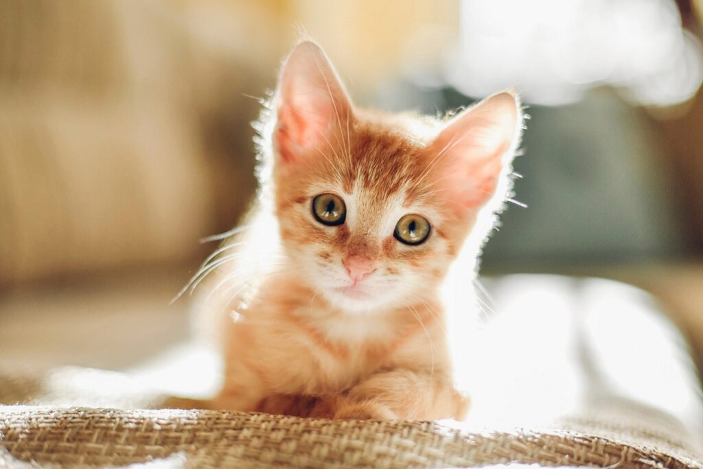 cucciolo di gatto arancione