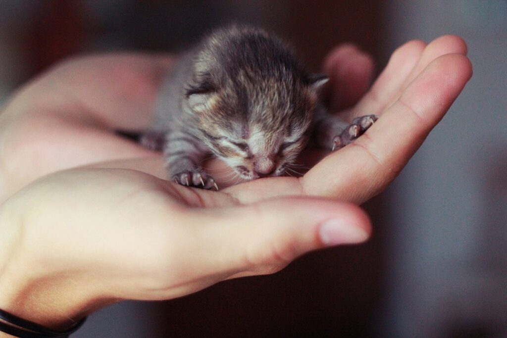 cucciolo di gatto molto piccolo