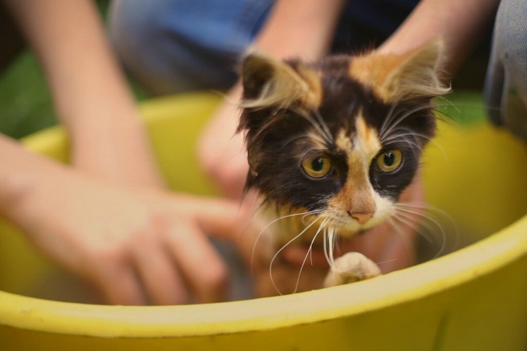 gattino si fa il bagno