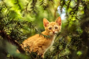 Una ragazza cerca di salvare un gatto bloccato su un albero, ma anche lei non riesce più a scendere (VIDEO)