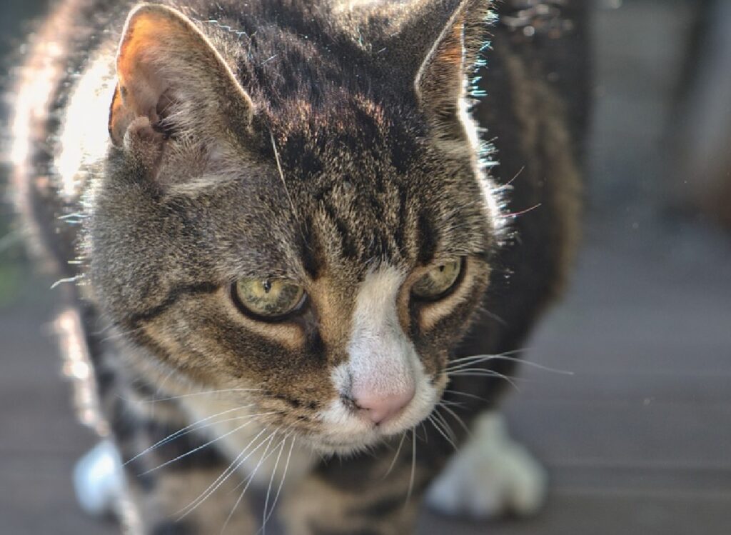 gatto soriano vecchio appena sveglio