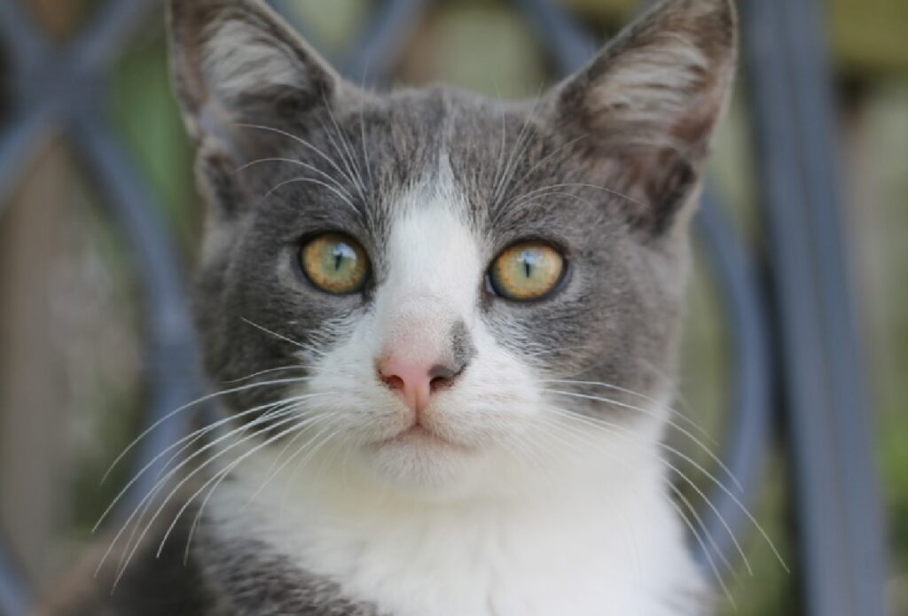 gatto davanti rete occhi gialli