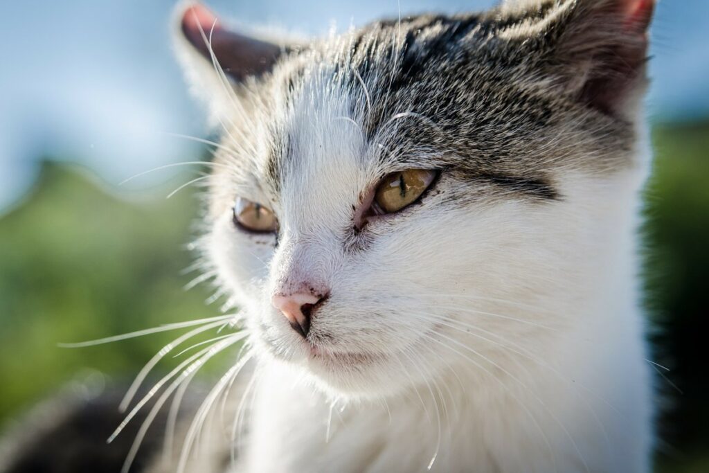 gatto illuminato dal sole