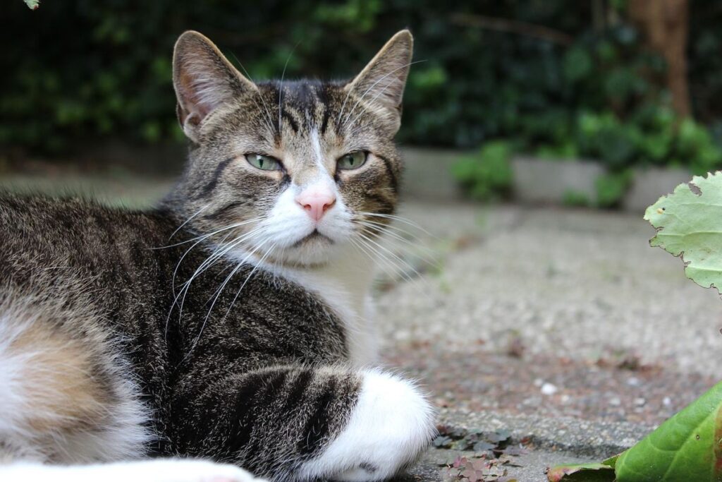 gattino in giardino