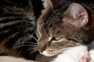 10 segnali di stress del gatto in vacanza