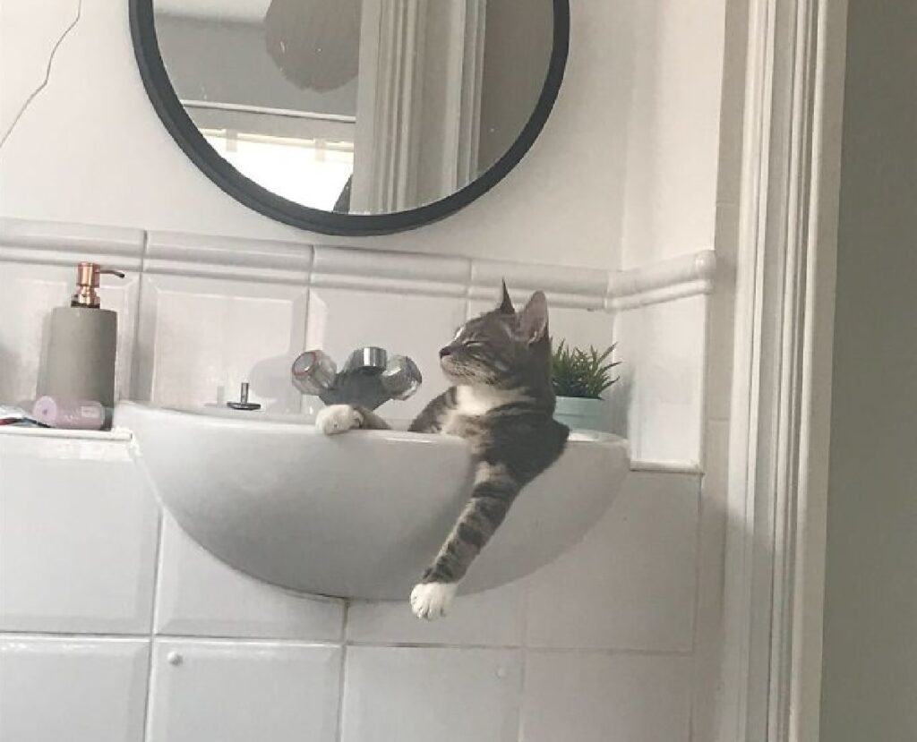 gatto vasca da bagno lavandino