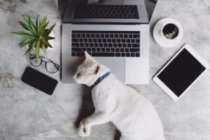 Smartworking felino: 10 gatti costretti a lavorare da casa