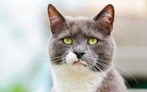 Suoni odiati dai gatti: i 4 più comuni