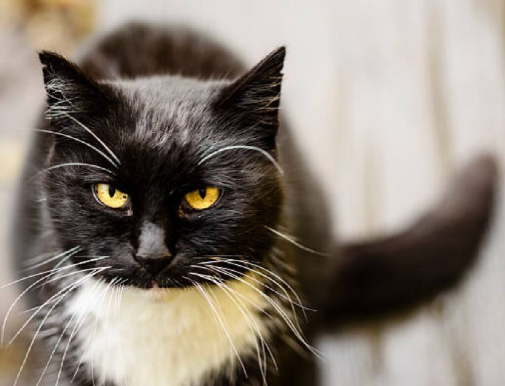 gatto bainco nero occhi penetranti