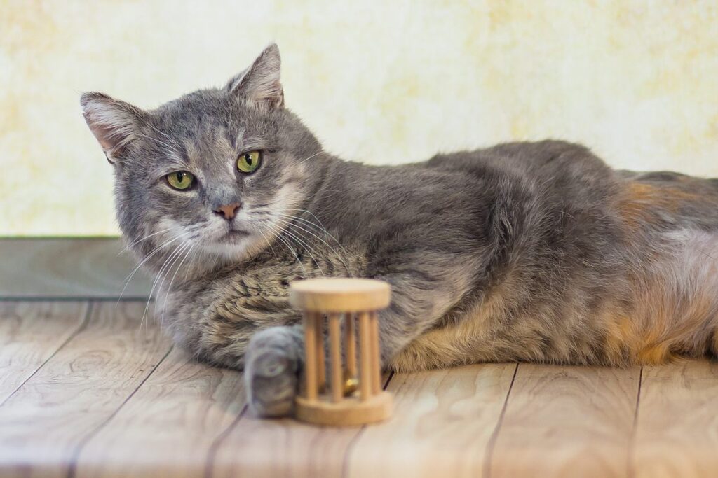 giocattolo di legno per gatti