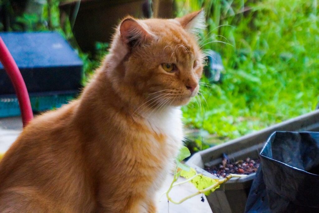 gatto arancione in giardino