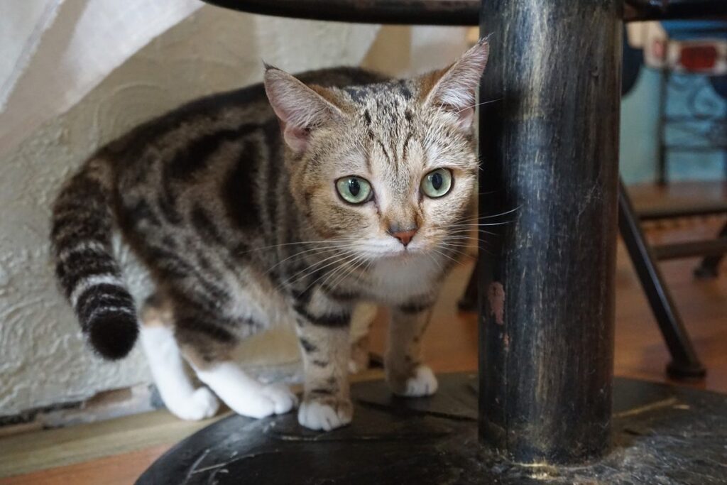 gattino si nasconde sotto un tavolo