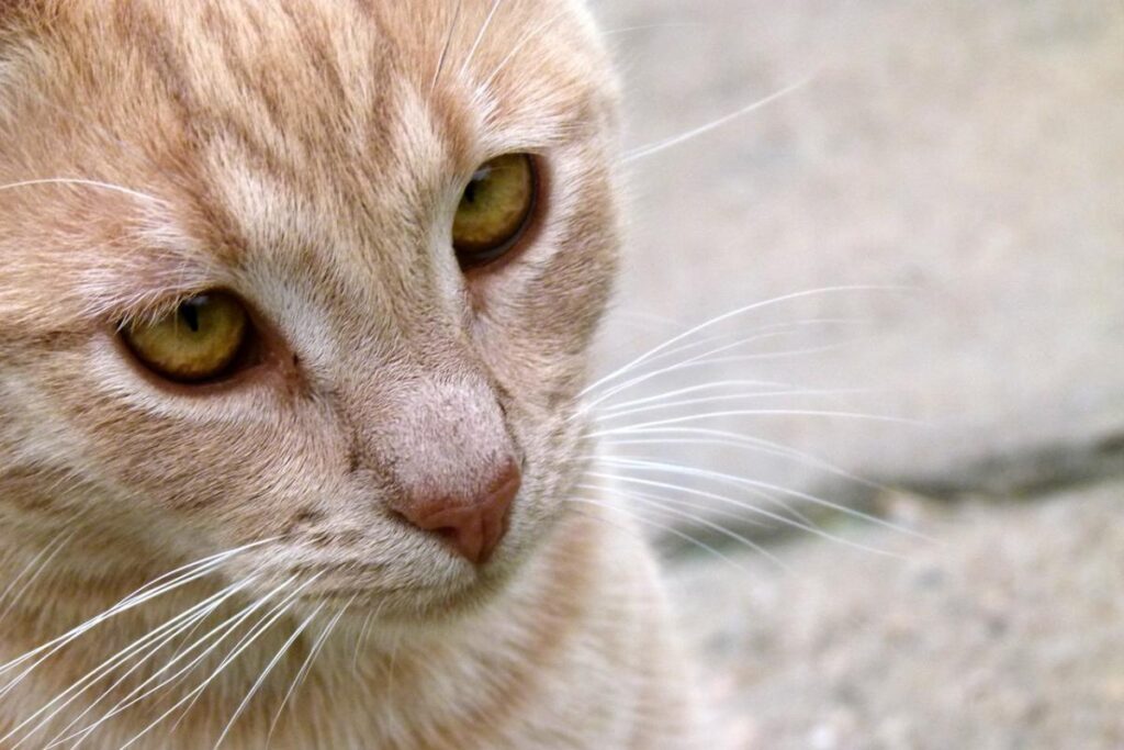 gatto con gli occhi gialli