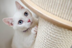 5 tiragraffi speciali che faranno sentire il tuo gatto come un vero re