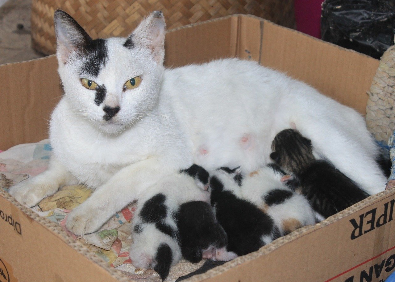 mamma allatta cuccioli felini