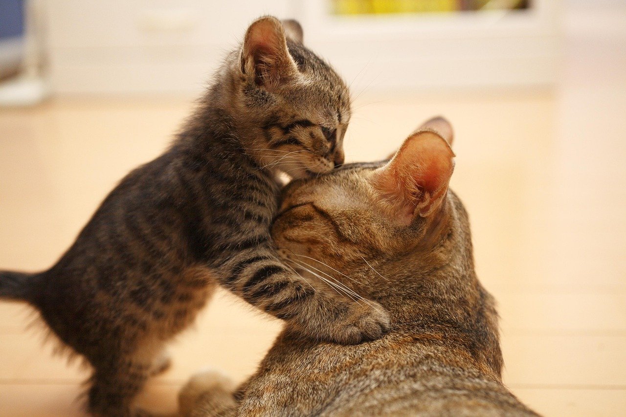 mamma gatto e micetto si coccolano