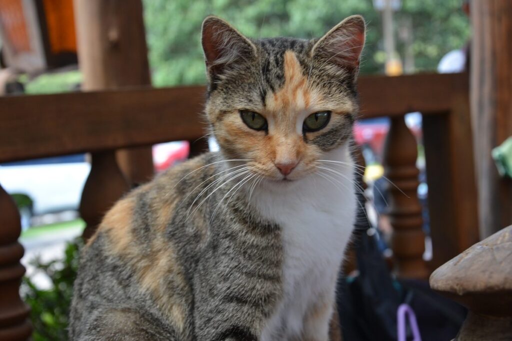 gatto con il pelo tartaruga