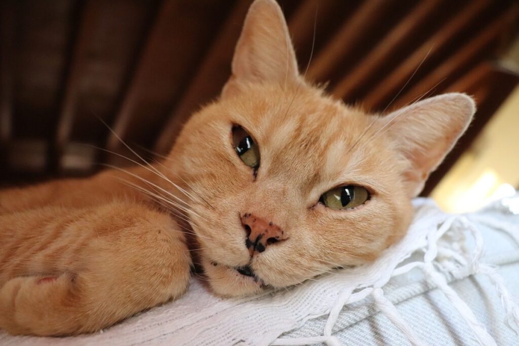 gatto arancione che dorme