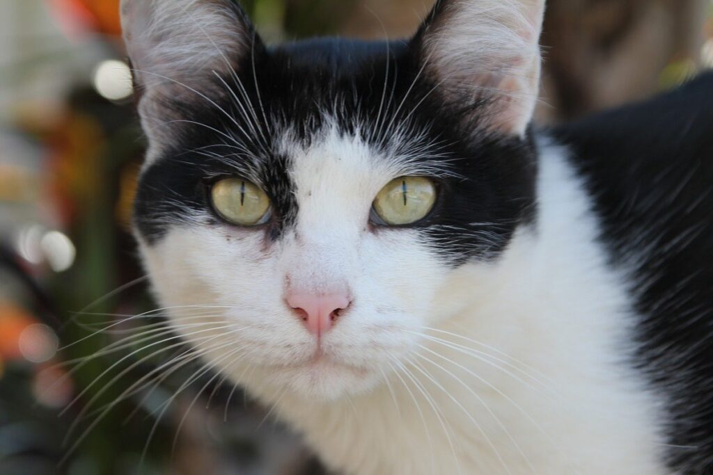 gatto bianco e nero